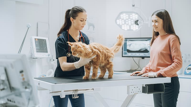 Mon chat tremble après avoir reçu son antipuce, que faire ?